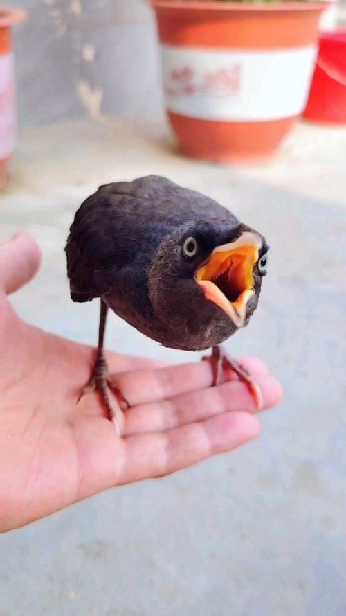 小八哥幼鸟吃什么食物