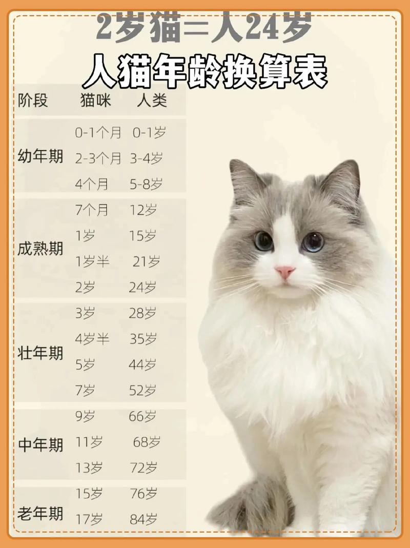 怎么看猫咪多大了几个月