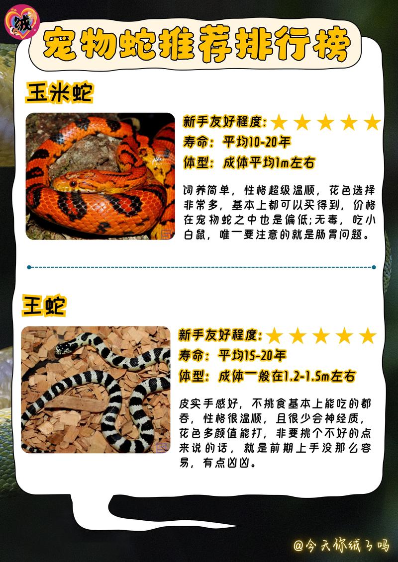 前十
便宜好养的宠物蛇