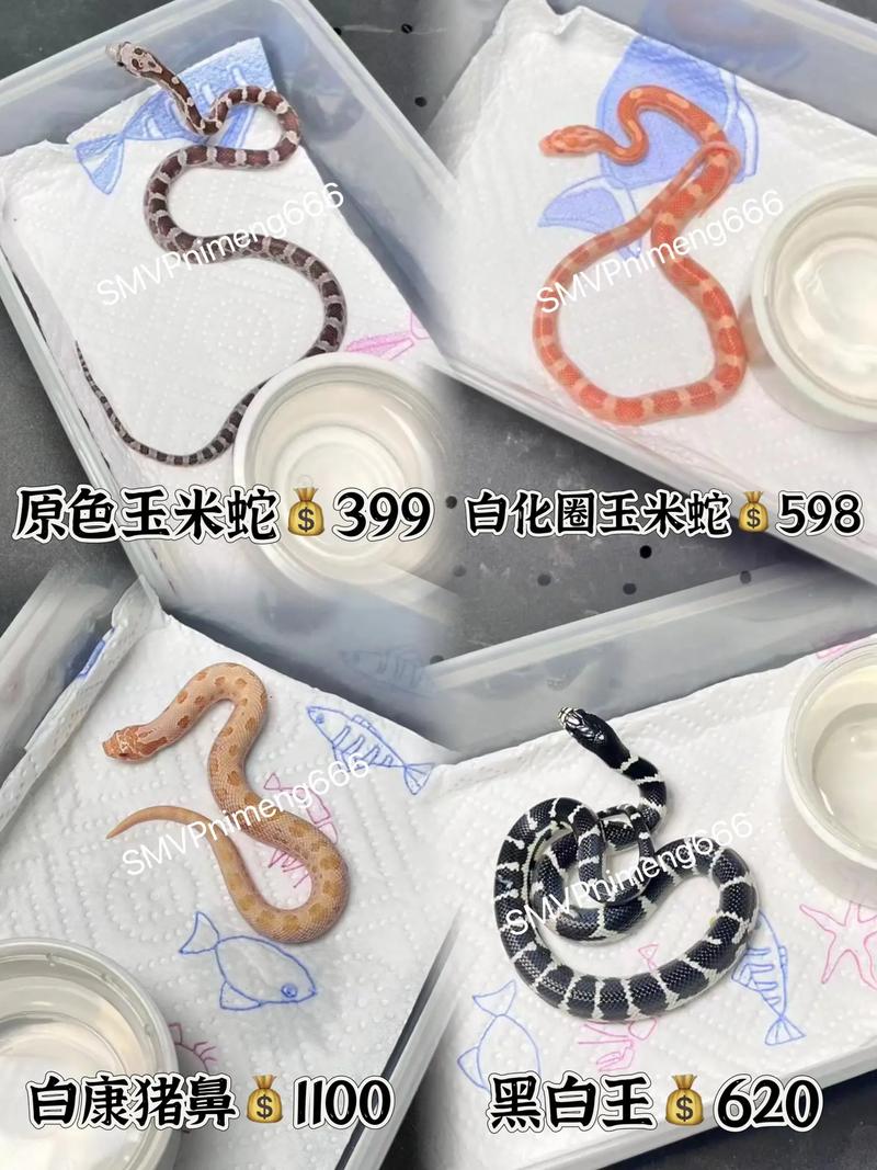 100元以下适合学生养的宠物蛇有哪些?