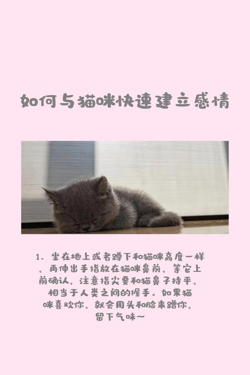 怎样和小猫咪培养感情?