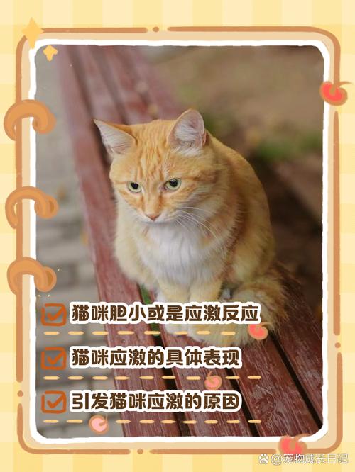 猫咪胆子特小,怎么培养感情呢
