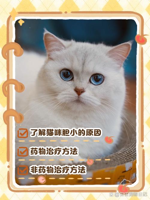 和猫咪分开一段时间后生疏了,怎么重新培养感情?