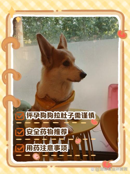 孕期的萨摩耶拉稀该怎么办?