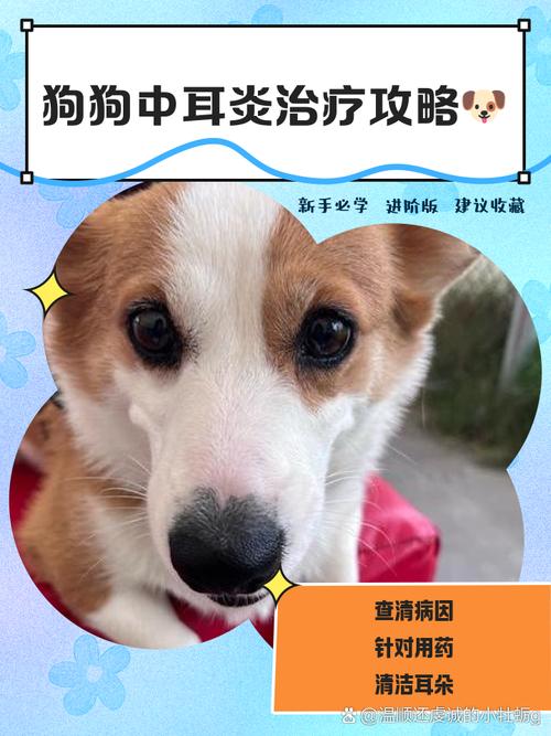 狗狗耳朵发炎怎么治疗?