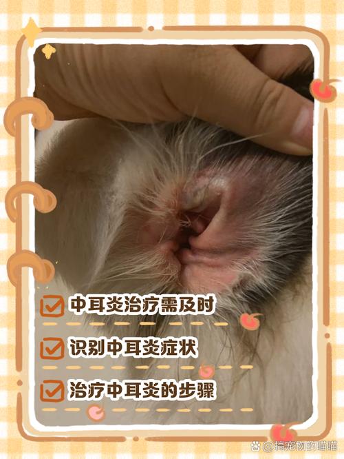 狗狗耳朵肿了一个大包是怎么引起的?