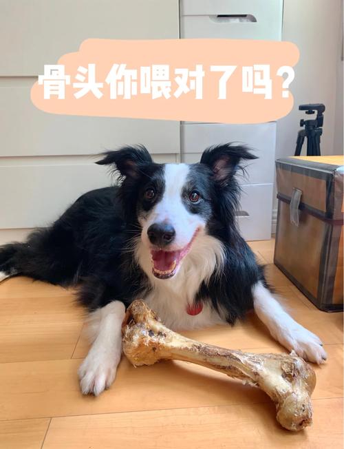狗狗能吃排骨骨头吗