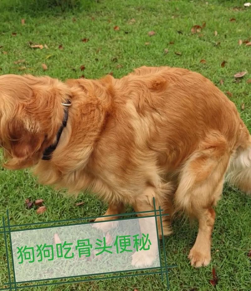 狗狗能吃排骨吗