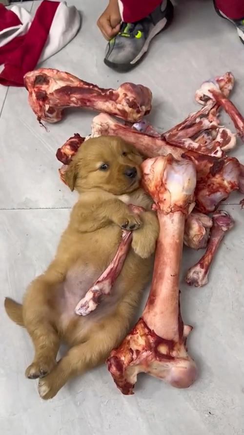 狗能吃排骨的骨头吗