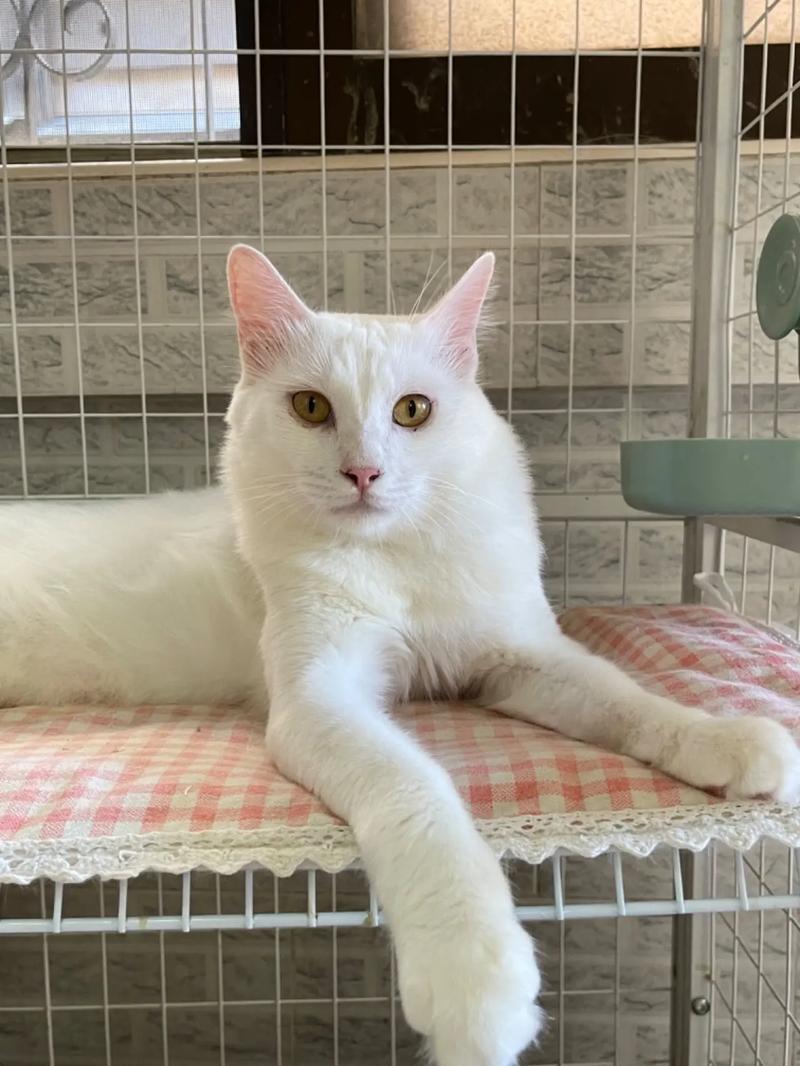 黄白相间的长毛猫是什么品种好养吗