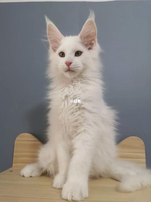 黄白相间的猫取什么名字好听