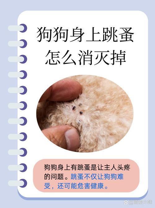 狗狗身上为什么会有跳蚤啊