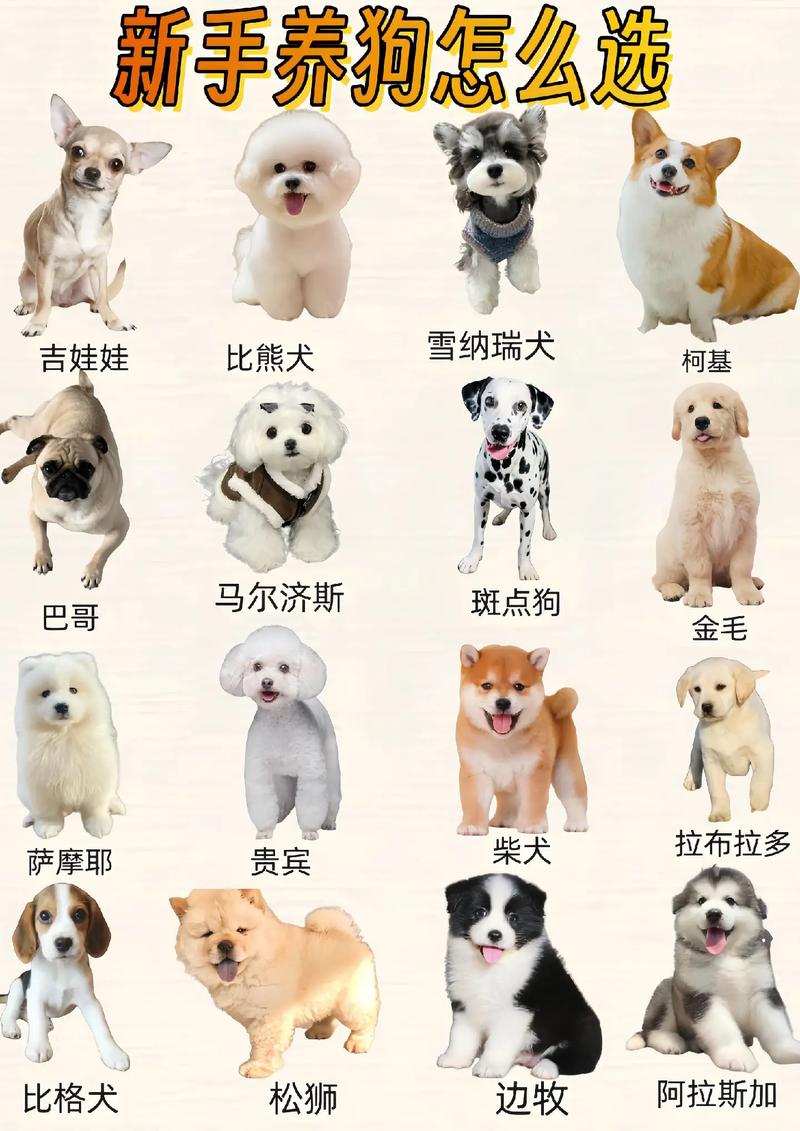 100元可以买什么狗