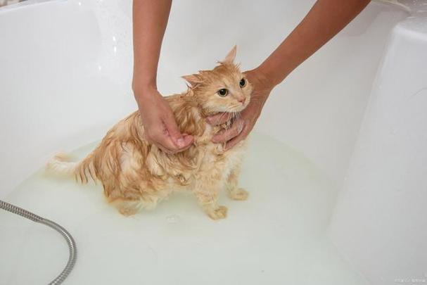 怀孕中的猫咪可否洗澡呢?