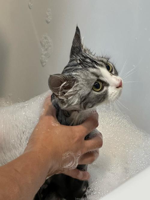 猫咪怀孕期间能不能洗澡?