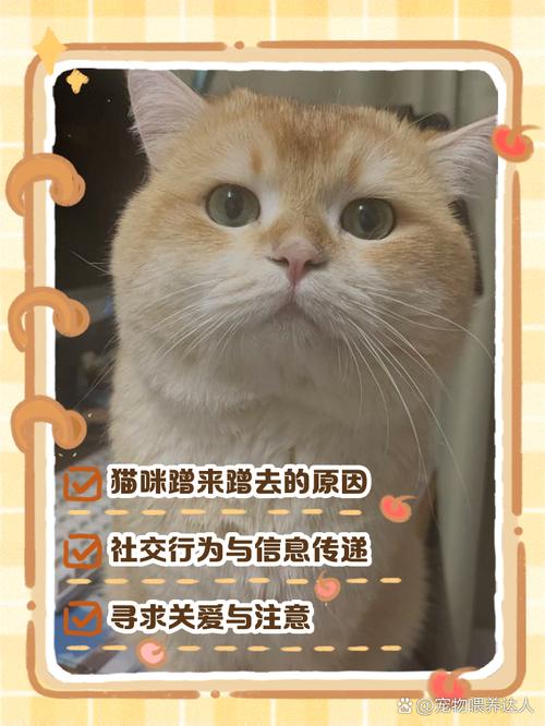 猫咪为什么要到处蹭来蹭去