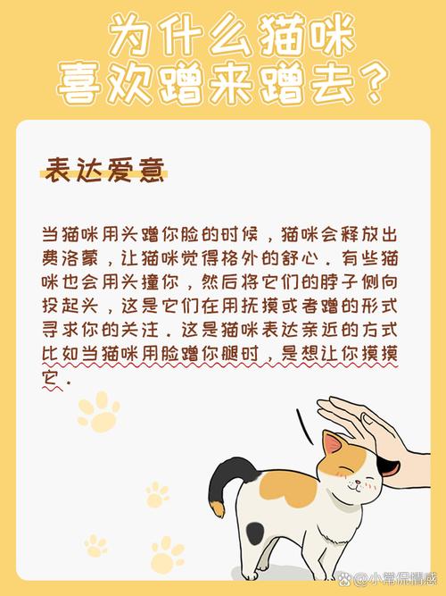 猫到了新环境一直蹭