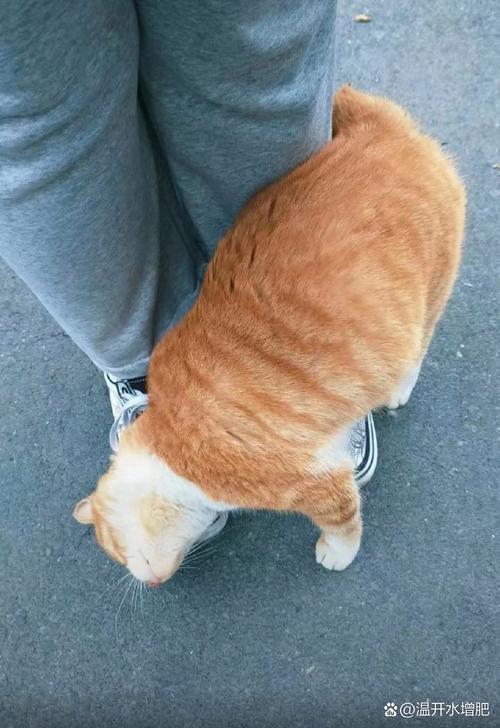 猫一直蹭来蹭去说明什么?
