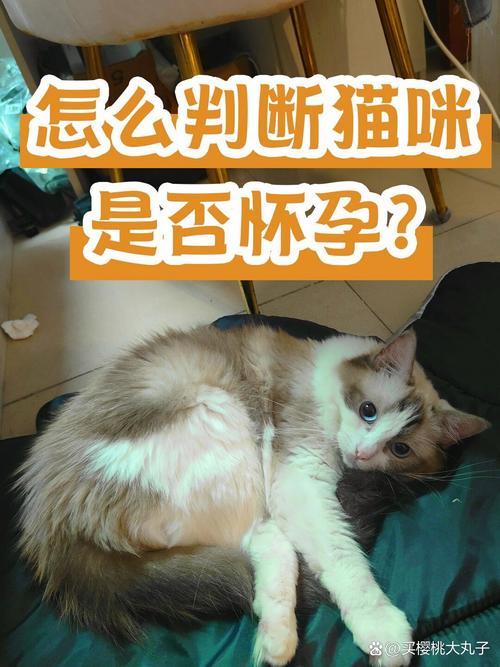 猫咪交配后多久怀孕，猫交配后多少天怀孕？