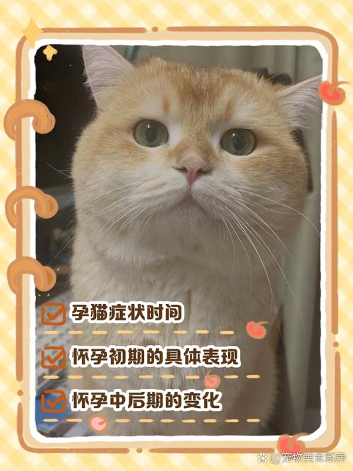 猫咪配种后多少天能确定怀孕