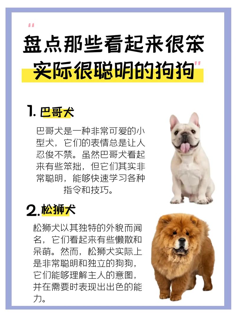请问巴哥犬和博美犬那个要聪明?