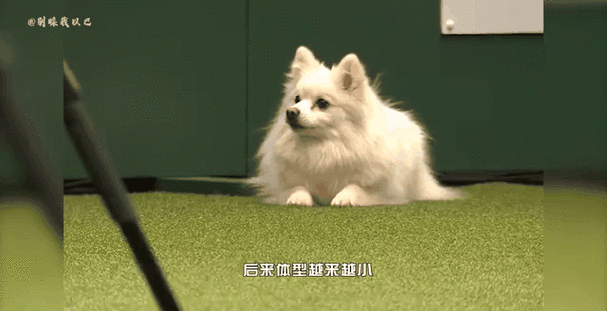 巴哥犬智商相当于几岁