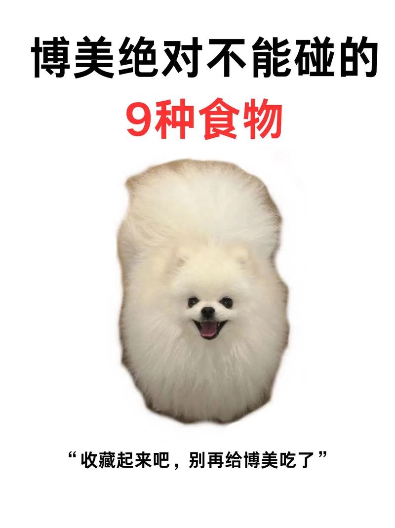 博美犬吃什么