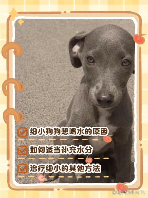 狗狗得了细小今天是第二天但是不啦不吐了状态也很好可以吃点东西吗?因...