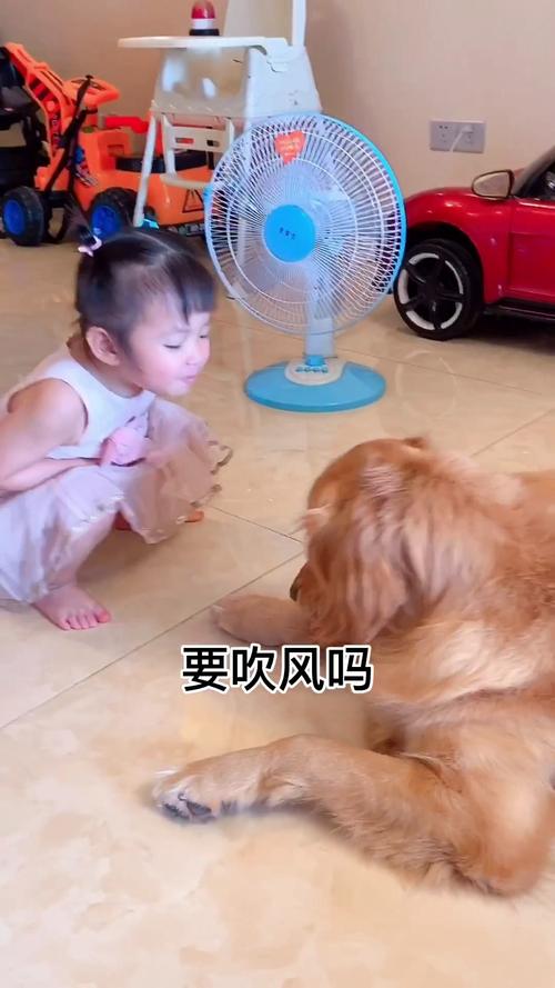 狗狗吹风扇会感冒吗