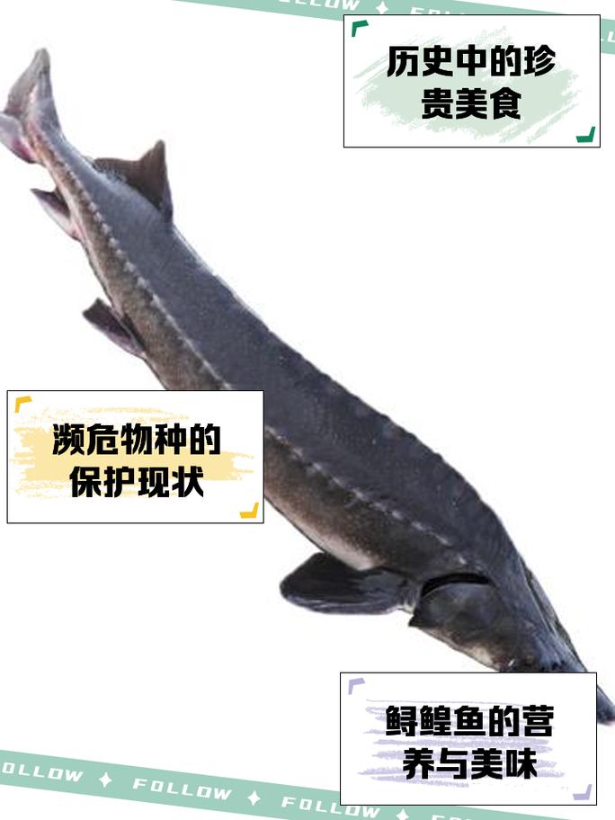 鲟龙鱼多少钱一斤