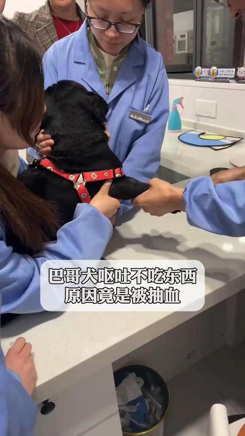 巴哥犬吐了是怎么回事?
