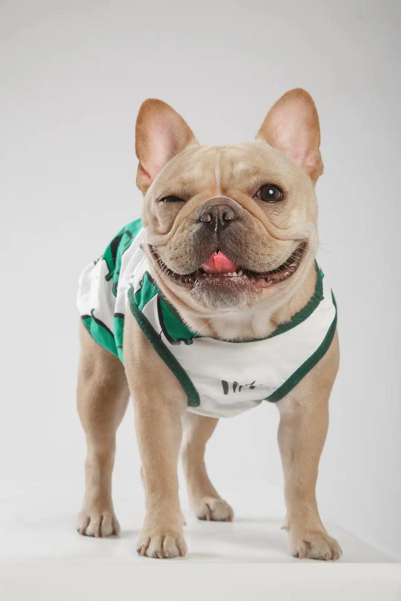 为什么巴哥犬刚开始养就后悔