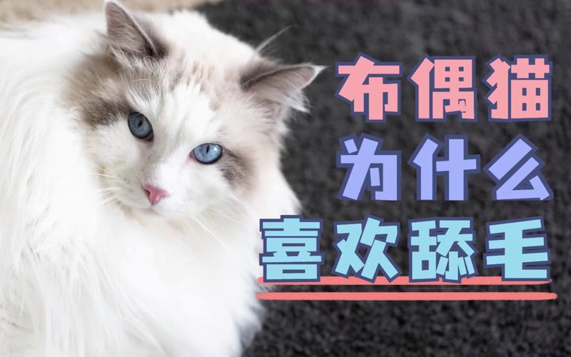 为什么布偶猫喜欢给自己舔毛?