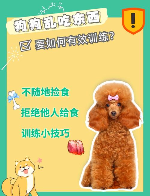 怎样训练狗狗不随便乱吃东西?