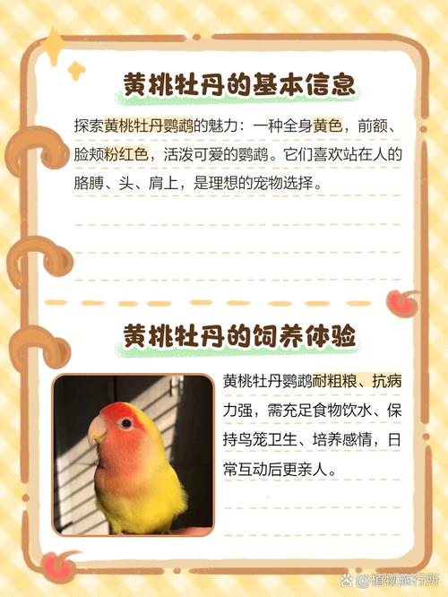 黄桃牡丹鹦鹉怎么养