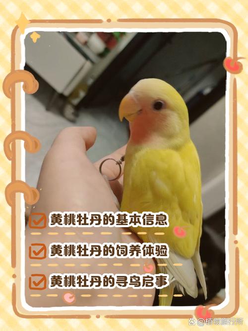 黄桃牡丹鹦鹉的外形特征有哪些?