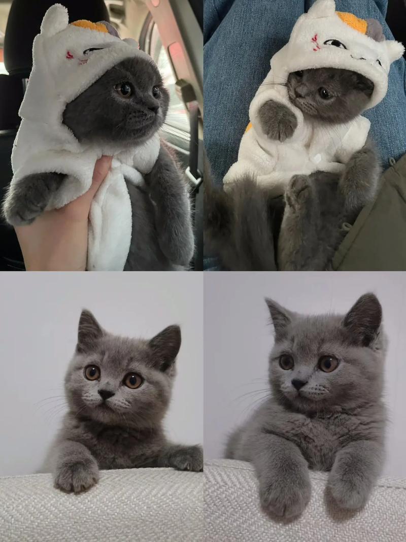 灰色蓝眼小猫是什么品种