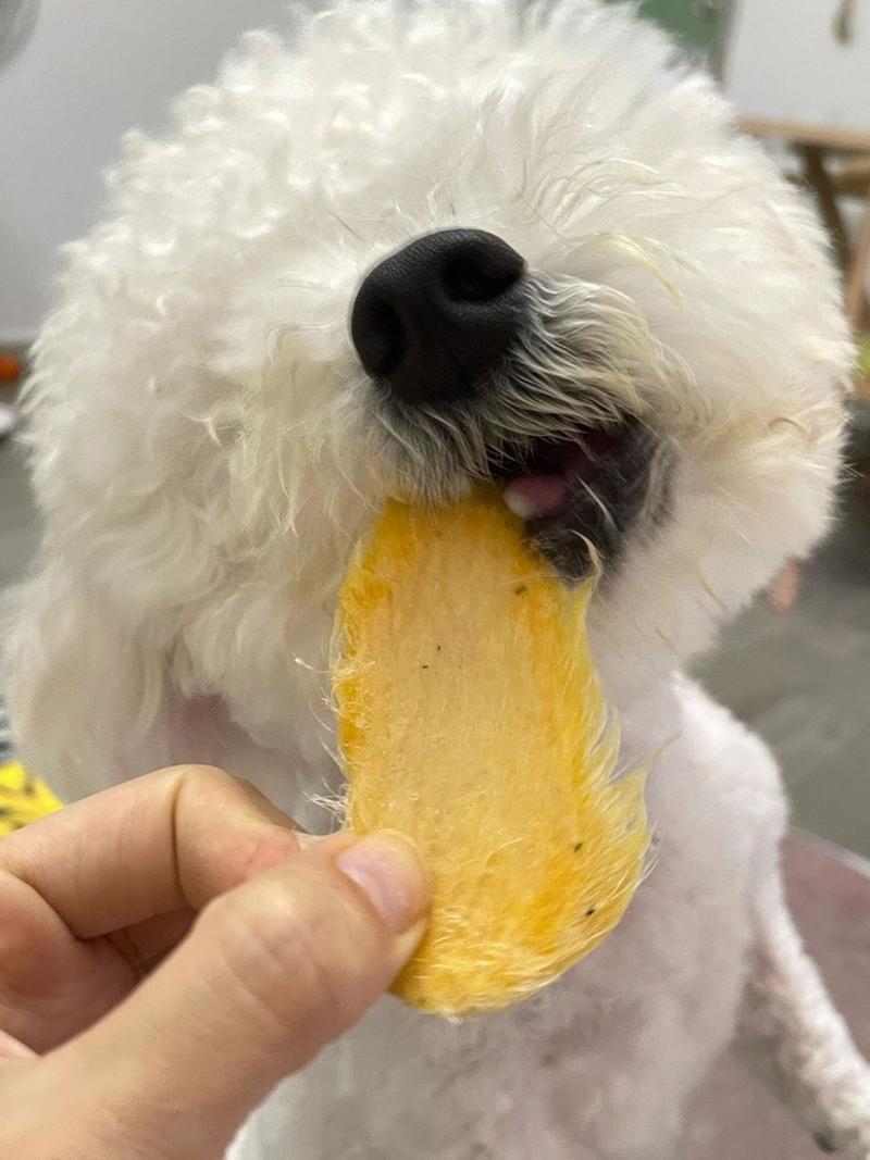 狗吃了芒果皮怎么办