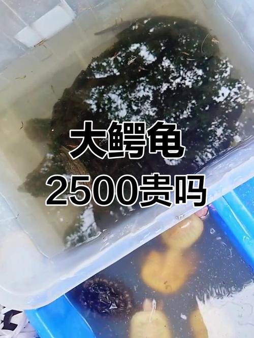 鳄鱼龟市场价多少