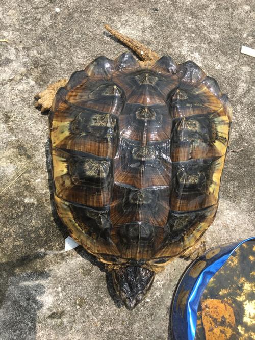 一百斤的鳄龟怎么卖