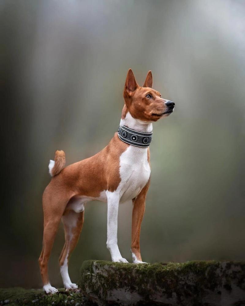 适合家养的小型短毛犬