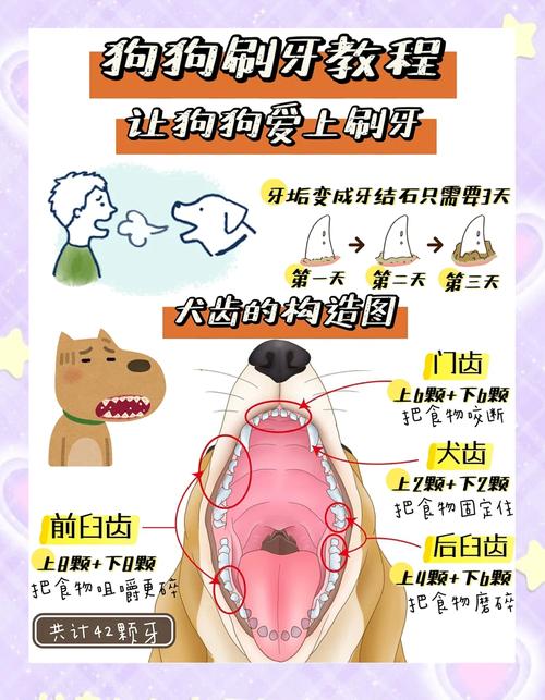 怎么给狗狗刷牙能让它的牙齿变干净?
