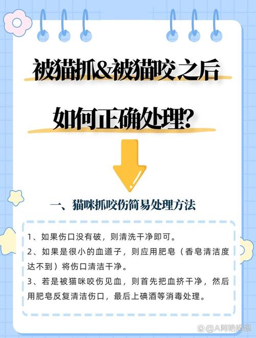猫咪抓伤怎么办呢