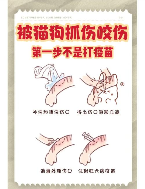 被猫咪轻微抓伤怎么办