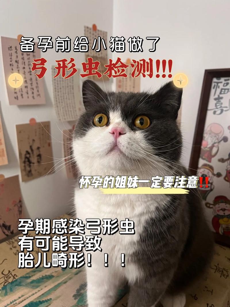 猫怎么查弓形虫