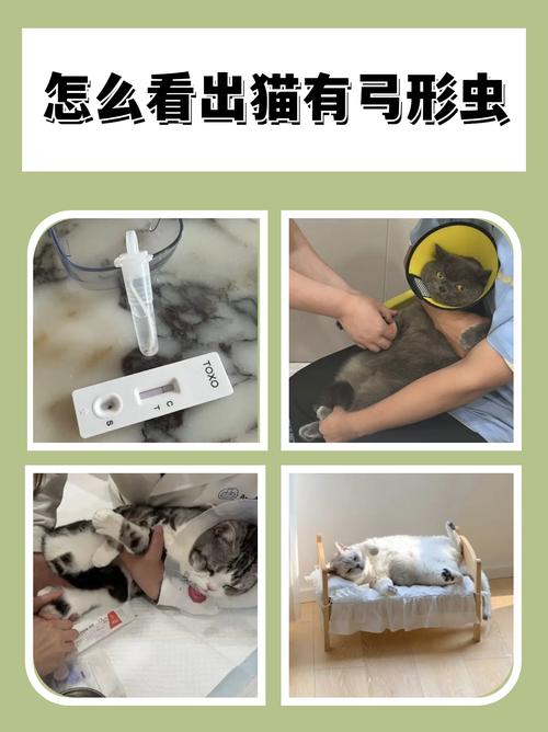 给猫咪做体检需要多少钱?