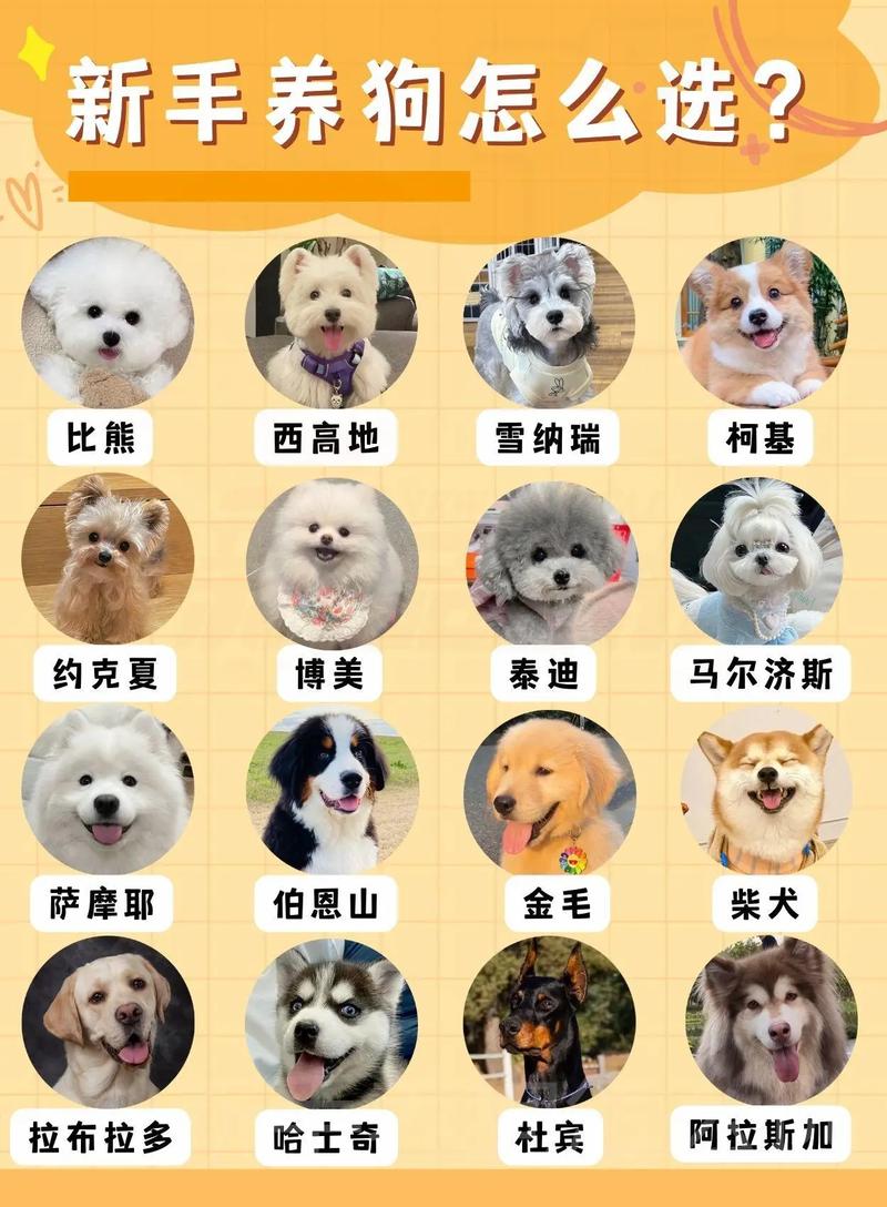 1000元左右适合买那些宠物狗,求名字...
