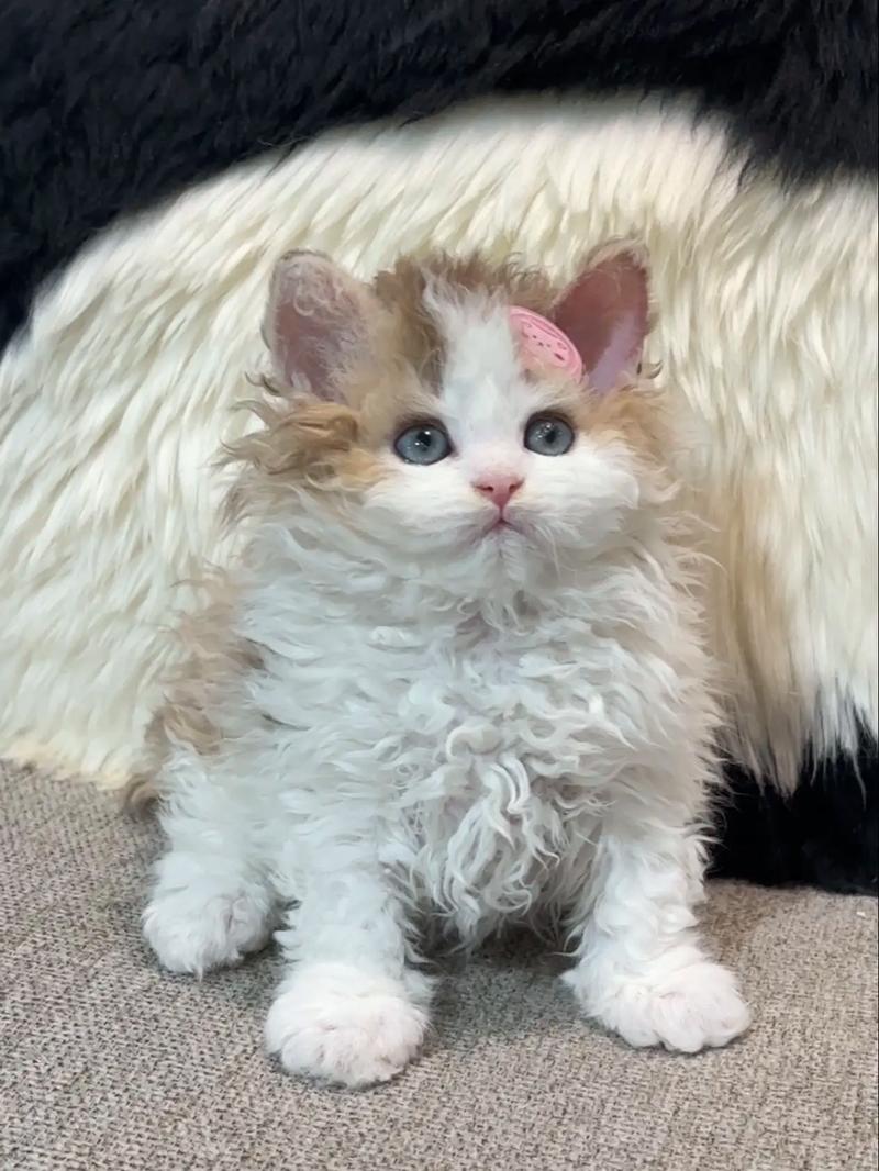 如何训练猫定点上厕所?