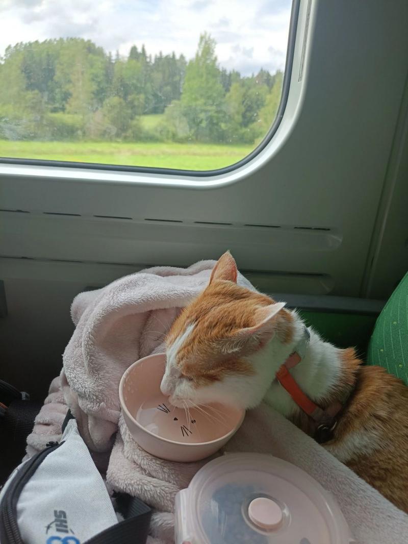 猫咪能坐火车吗
