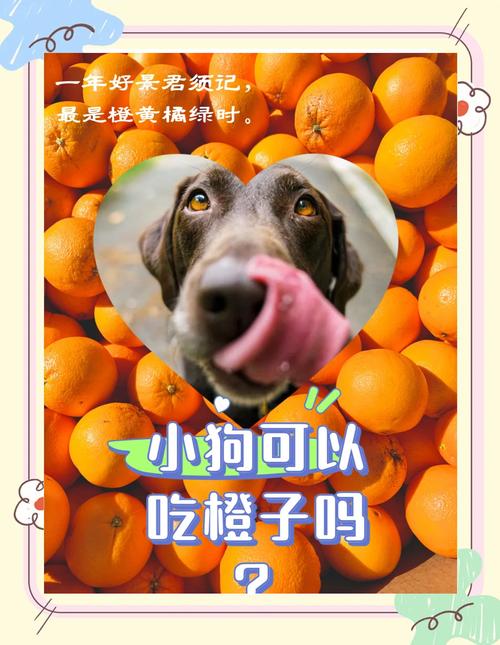 狗狗能吃橙子么，狗是否能吃橙子？